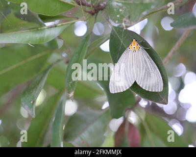Gelbes Schmetterlingsmuster in Form eines menschlichen Gesichts auf dem Rücken, weißes Muster auf dem Flügel des schönen Insekts auf grünem Blatt, asota plaginota motte i Stockfoto