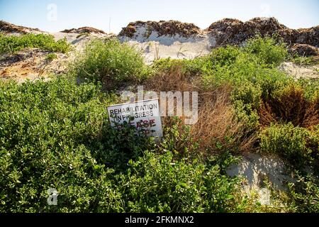 Rehabilitation in Arbeit Zeichen von Vegetation im Sand bedeckt Dünen Stockfoto
