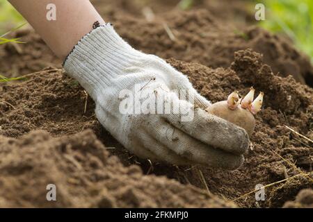 Die Hand des Gärtners senkt die Kartoffelknolle ein Das Loch im Gemüsegarten Stockfoto