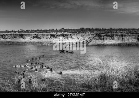 Überqueren des Mara River, Serengeti, Tansania Stockfoto