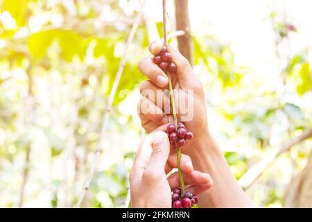 laos Kaffee, Pakxong Kaffee Obst Landwirtschaft in asien, großer Kaffee Stockfoto