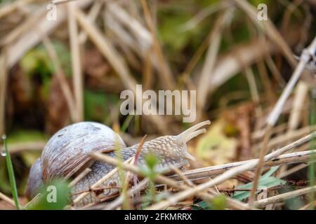 Eine große Schnecke krabbelt über den Waldboden Stockfoto