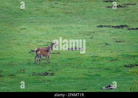 Hirsche, Cervus elaphus, Cervidae, Abruzzen, Lazio und Molise Nationalpark, Abruzzen, Italien, Europa Stockfoto