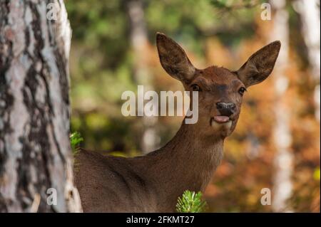 Hirsche, Cervus elaphus, Cervidae, Abruzzen, Lazio und Molise Nationalpark, Abruzzen, Italien, Europa Stockfoto