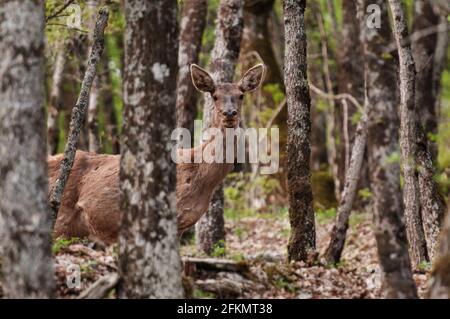 Hirsche, Cervus elaphus, Cervidae, Abruzzen, Lazio und Molise Nationalpark, Abruzzen, Italien, Europa Stockfoto