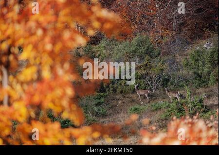 Hirsche, Cervus elaphus, Cervidae, Abruzzen, Lazio und Molise Nationalpark, Abruzzen, Italien, Europa Stockfoto