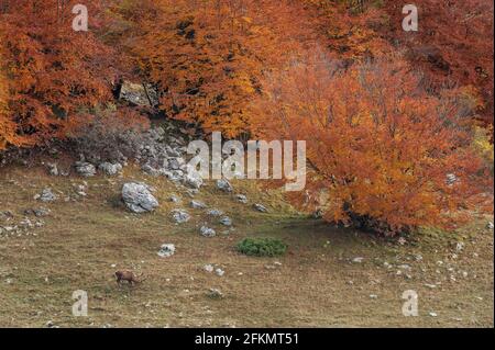 Laub, Abruzzen, Lazio und Molise Nationalpark, Abruzzen, Italien, Europa Stockfoto