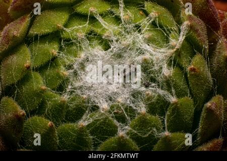 Sempervivum arachnoideum Catus suculenta Web Forming Schaffung Makro Fotografie Stockfoto