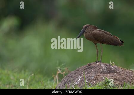 Hamerkop auf einem kleinen Hügel am Lake Victoria Stockfoto