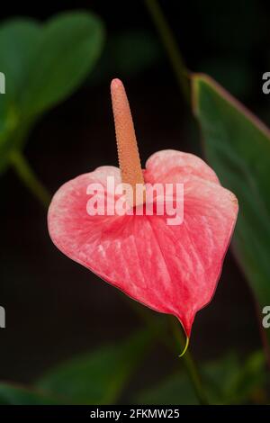 Anthurium Blume in einem Garten in der Stadt Gamboa, Provinz Colon, Republik Panama, Mittelamerika. Stockfoto