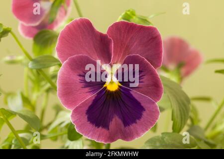Pansy „Carmine Rose Blotch“ Stockfoto