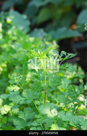 Coriandrum sativum oder Umbelliferae (Korianderpflanzen) im Garten Stockfoto