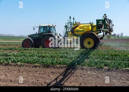 Schwaneberg, Deutschland. April 2021. Ein Traktor wässert blühende Tulpen. Die Firma Degenhardt baut Tulpen im großen Stil in der Nähe von Schwaneberg an. Sobald die Blüten in voller Blüte sind, werden sie gekrönt. Die Glühbirnen werden dann entwurzelt und gewaschen. Die Tulpenlampen werden an Kunden in Deutschland, Frankreich, Österreich und der Schweiz verkauft. Quelle: Stephan Schulz/dpa-Zentralbild/ZB/dpa/Alamy Live News Stockfoto