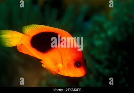 Roter Sattelanemonefisch, Amphiprion ephippium, Similan Islands Thailand. Stockfoto