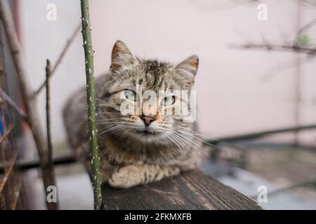 Eine graue Straßenkatze spaziert im Garten Stockfoto