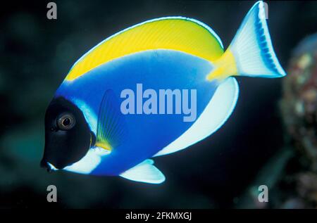 Pulverblauer Surgeonfisch, Acanthurus leucosternon, Similan Islands Thailand Stockfoto