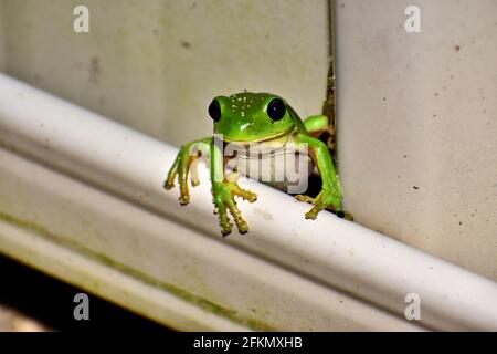 Kleiner grüner Baumfrosch Stockfoto