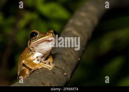 Nahaufnahme goldener Baumfrosch auf Baum. Stockfoto