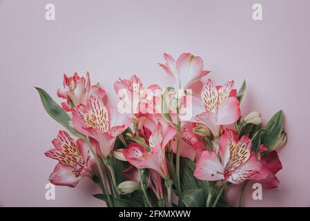 Rosa Alstroemeria Blumen auf einem rosa Hintergrund. Stockfoto