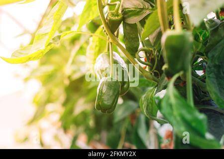 Schöne große wachsende Paprika in einem Gewächshaus Nahaufnahme. Frisches saftiges Paprika auf einem Buschzweig im Sonnenlicht. Landwirtschaft - große Paprika Stockfoto