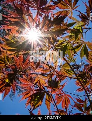 Natürlicher Hintergrund von Blättern aus japanischem Ahorn (Acer palmatum), die von unten mit einem Sonnenstoß oben links geschossen wurden. Stockfoto