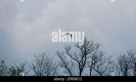 Grauer Reiher am Himmel über den Baumkronen Stockfoto