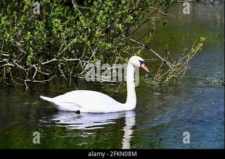 Mute Swan (Cygnus Olor), River Cray, Foots Cray Meadows, Sidcup, Kent. VEREINIGTES KÖNIGREICH Stockfoto