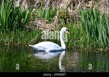 Mute Swan (Cygnus Olor), River Cray, Foots Cray Meadows, Sidcup, Kent. VEREINIGTES KÖNIGREICH Stockfoto