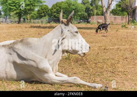 Weiße Zebu-Kuh, die auf dem Boden in einem Dorf in Rajasthan, Indien, liegt Stockfoto