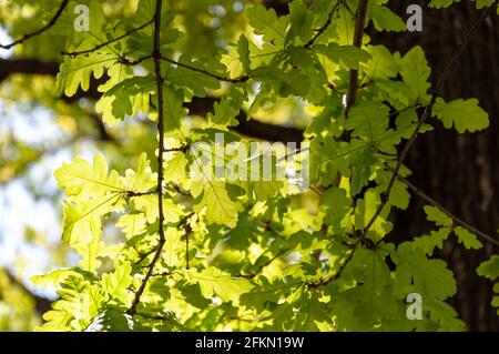 Leuchtend grüne junge Frühlingseiche Blätter hinterleuchtet. Hintergrundbeleuchtung von grünen Eichenblättern. Eichenblätter im Sonnenlicht Stockfoto