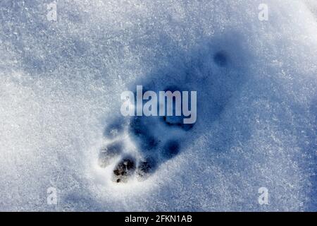 Tierische Fußabdruck auf dem Schnee Stockfoto