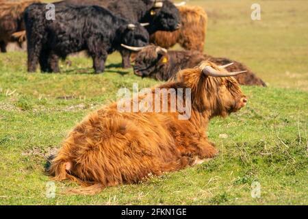 Schottische Highlander liegen im Gras, im Sonnenlicht. Die Kühe haben große Hörner. Ein Naturschutzgebiet in den Niederlanden Stockfoto