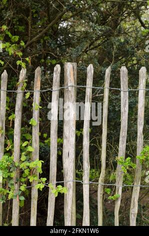 Holzzaun aus dünnen Masten mit Metalldrähten um einen Garten im Frühling in Deutschland, Europa Stockfoto