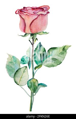 Rosa Aquarell Rose auf weißem Hintergrund. Handgemachtes Gemälde Stockfoto