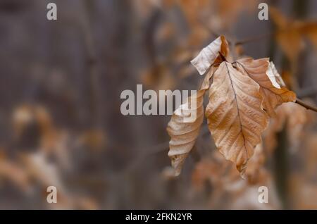 Nahaufnahme von verwelkten Buchenblättern auf dem Baum Stockfoto
