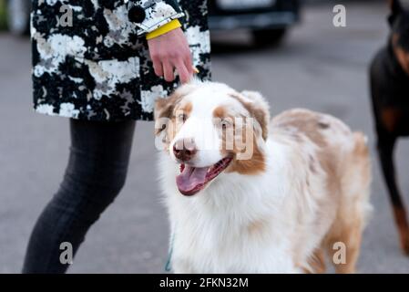 Schöner australischer Schäferhund an der Leine. Stockfoto