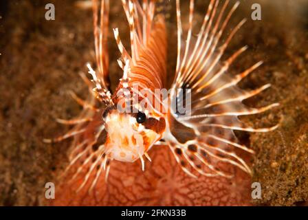 Bild eines Spotfin-Lionfisches, aufgenommen bei einem Muck-Tauchgang in Dauin, Dumaguete, Philippinen Stockfoto