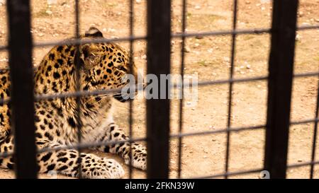 Ein wilder Leopard liegt auf dem Sand. Leopard in einem Zookäfig. Stockfoto