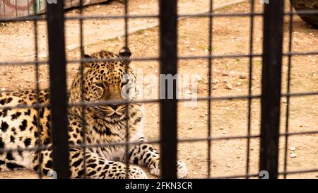 Ein wilder Leopard liegt auf dem Sand. Leopard in einem Zookäfig. Stockfoto