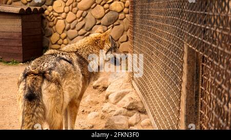 Ein einsamer Wolf in einem Zoo-Käfig. Halten wilder Tiere in Gefangenschaft. Der wilde Wolf schaut auf den Käfig Stockfoto