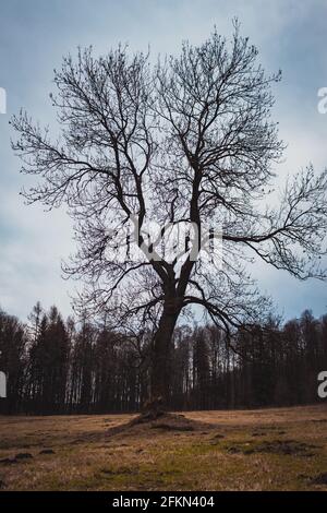 Die Silhouette eines einsamen Baumes ohne Blätter im Mitten auf einer Lichtung Stockfoto