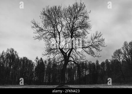 Die Silhouette eines einsamen Baumes ohne Blätter im Mitten auf einer Lichtung Stockfoto