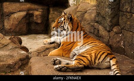 Sibirischer Tiger liegt auf einer Steinplatte. Der Tiger sonnt sich in der Sonne. Das Konzept der Raubtiere und Wildtiere Stockfoto