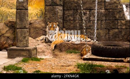 Sibirischer Tiger liegt auf einer Steinplatte. Der Tiger sonnt sich in der Sonne. Das Konzept der Raubtiere und Wildtiere. Tiger im Zoo Stockfoto