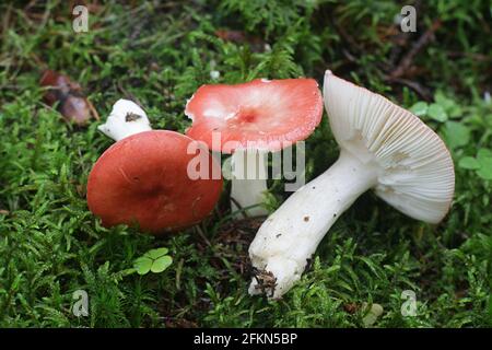 Täubling-Täubling, allgemein bekannt als kranker, emetischer Täubling oder erbrechender Täubling, Wildpilz aus Finnland Stockfoto