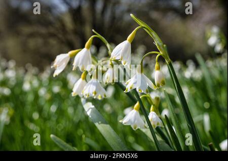 Große Schneeglöpfenwildblumen wachsen im frühen Frühjahr in Irland Stockfoto