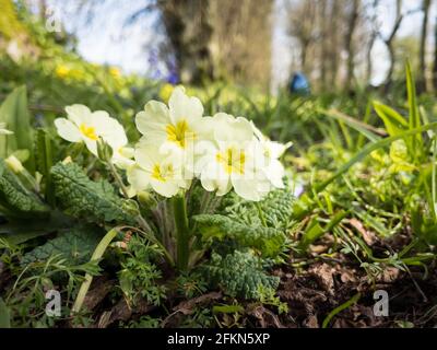 Primrose Wildblumen wachsen auf einem Waldboden in Irland Stockfoto