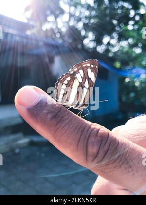 Dark Glassy Tiger - Parantica agleoides asiatischer Schmetterling sitzt auf dem Finger Stockfoto