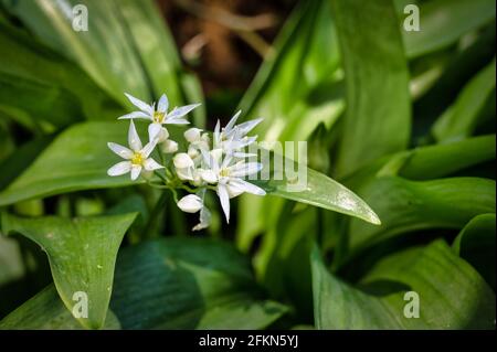 Bärlauch wächst auf einem Waldboden im frühen Frühjahr In Irland Stockfoto