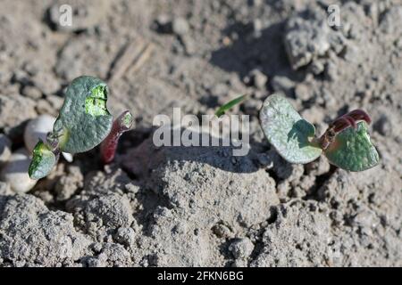 Junge Lupinenpflanzen, die durch Bodenschädlinge beschädigt wurden. Stockfoto